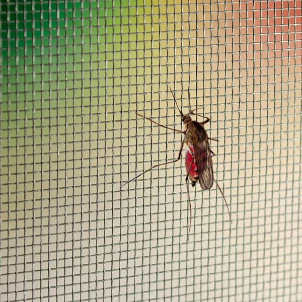 mreza proti komarjem fibra obnova 2