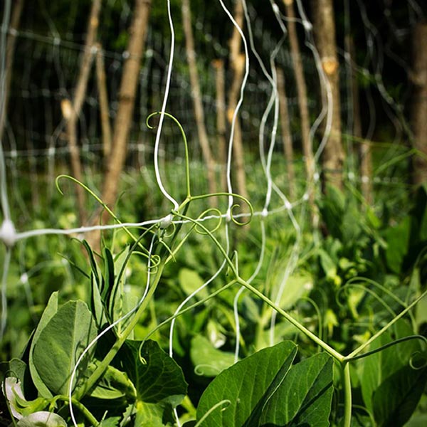 oporna mreza obnova 2