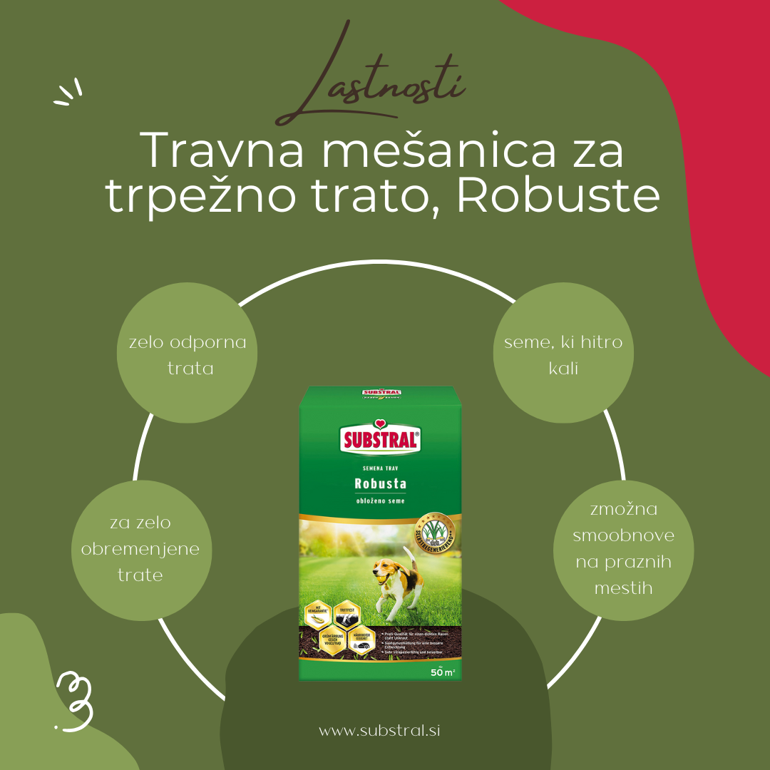 seme za travo robuste eobnova 3