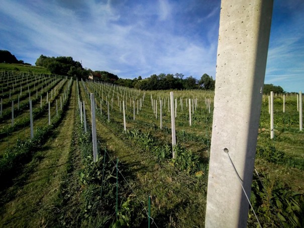 vinogradniski steber vmesni 270 cm 10 × 6   6 × 6 cm 32 kg 3 1